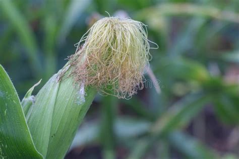 Hairy Indian Pictures, Images and Stock Photos